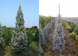 Picea pungens Iseli Fastigiata / Oszlopos ezüstfenyő
